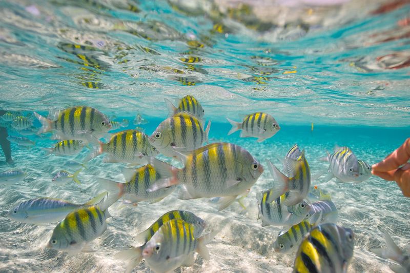 School of yellow-and-black striped fish swimming in clear shallow water over white sand.