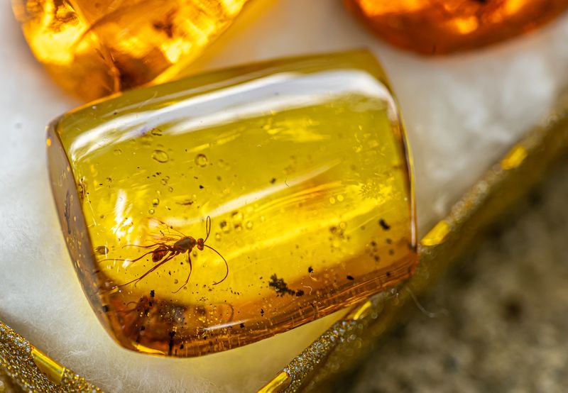 Close-up of a polished golden amber stone containing preserved insects.